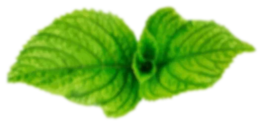 a close up of a green leaf