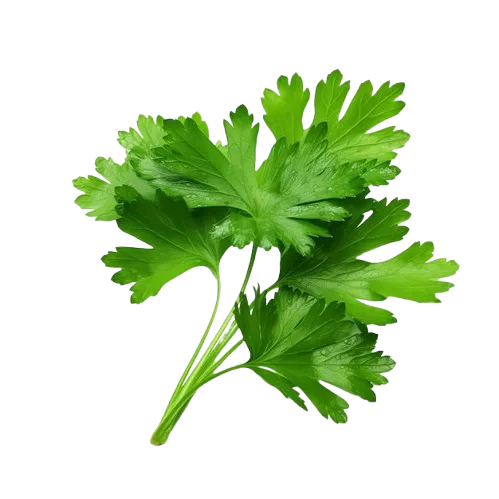 a bunch of green leaves on a black background